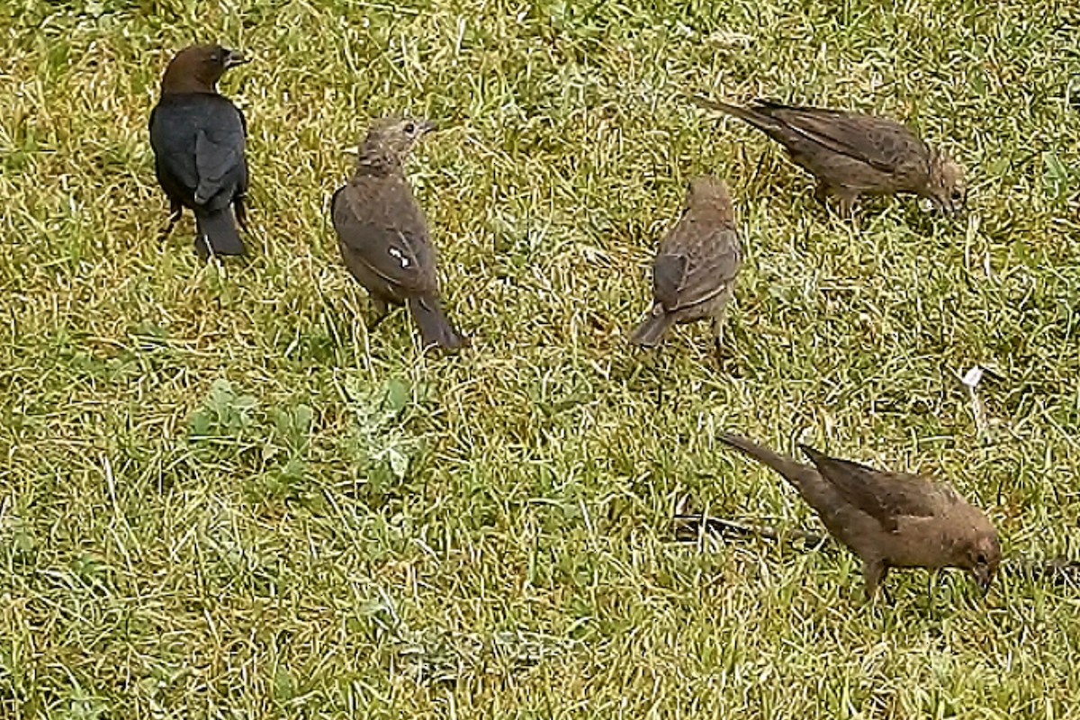 Вашер буроголовий - ML550517171