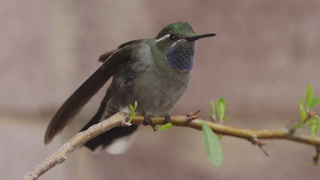 kolibřík blankytohrdlý - ML550517381
