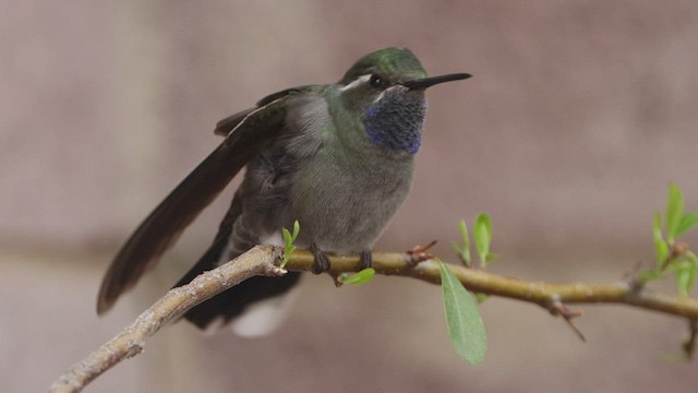 Colibri à gorge bleue - ML550517381