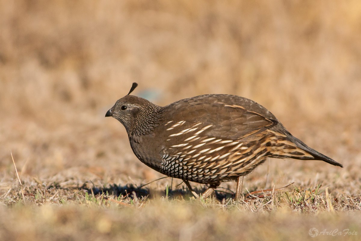 California Quail - Ariel Cabrera Foix