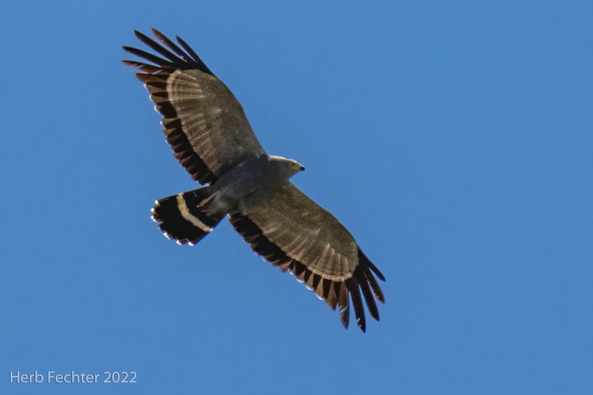 African Harrier-Hawk - ML550517611