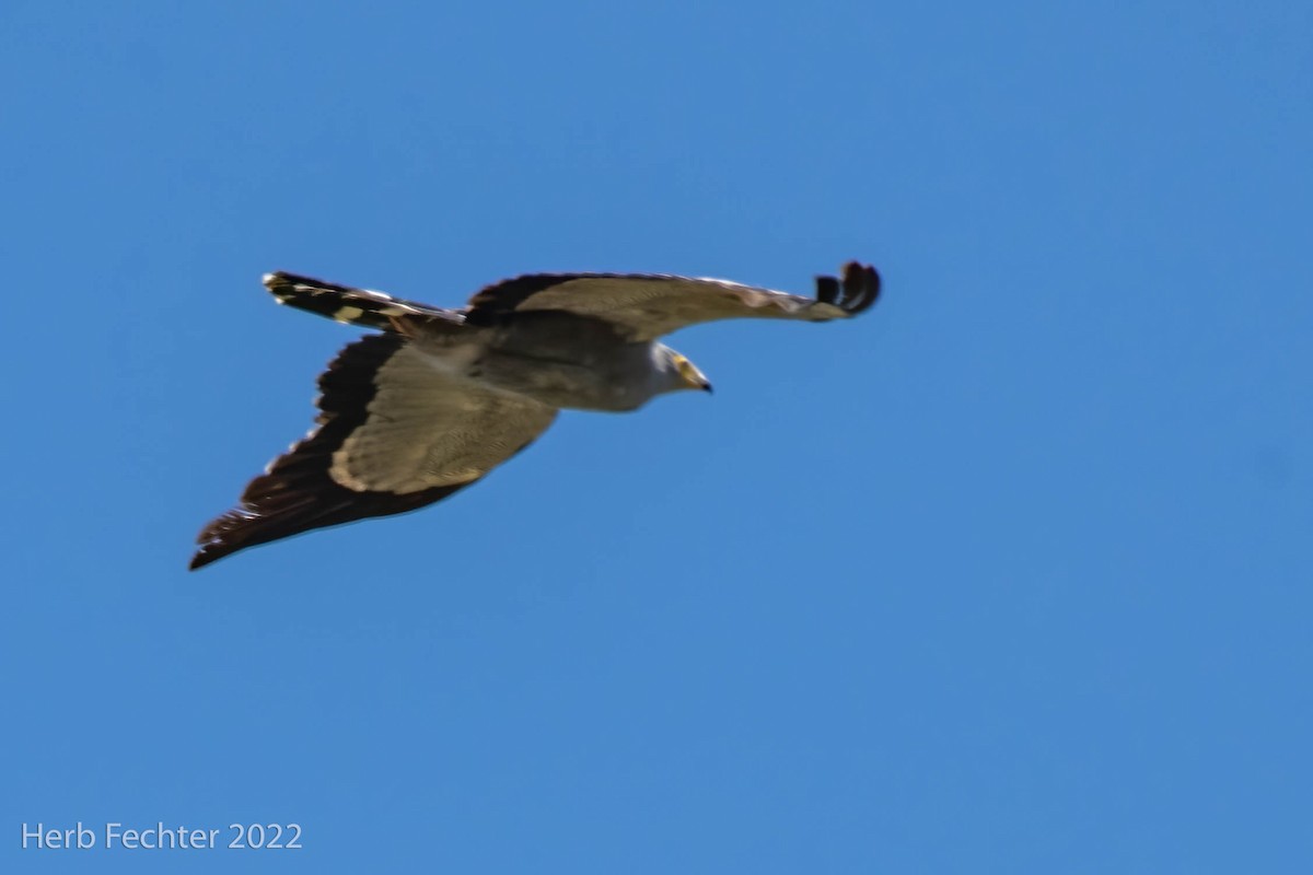 African Harrier-Hawk - ML550517621