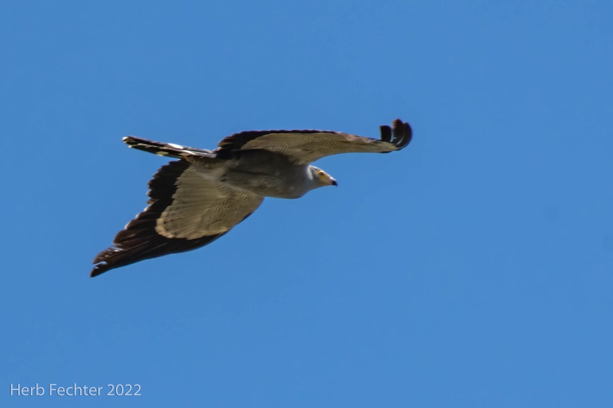 African Harrier-Hawk - ML550517631