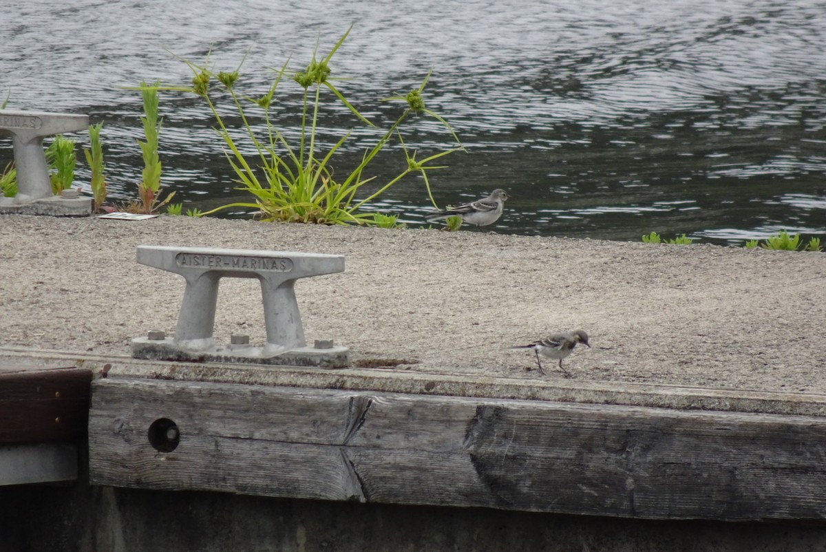 White Wagtail - ML550517711