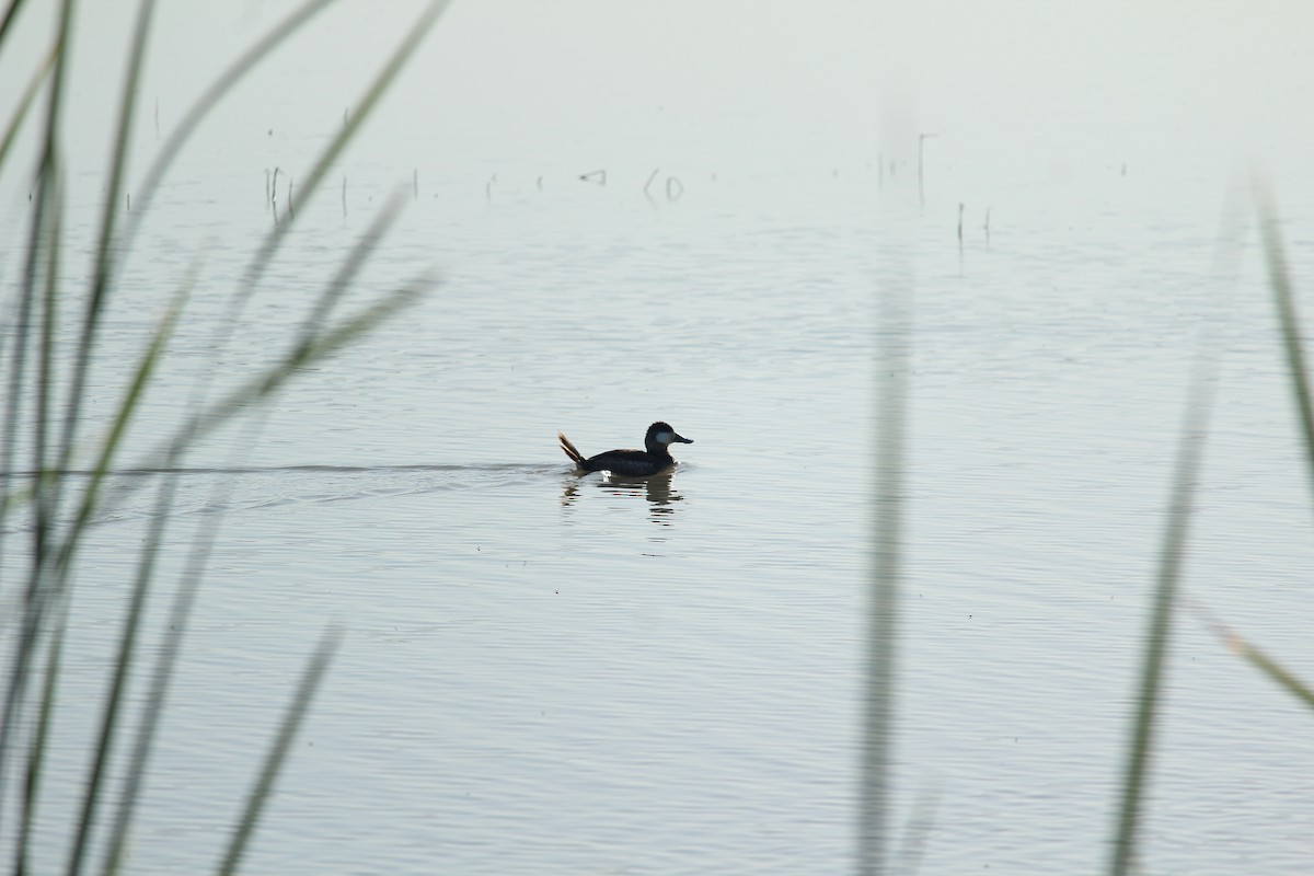 Ruddy Duck - ML550518471