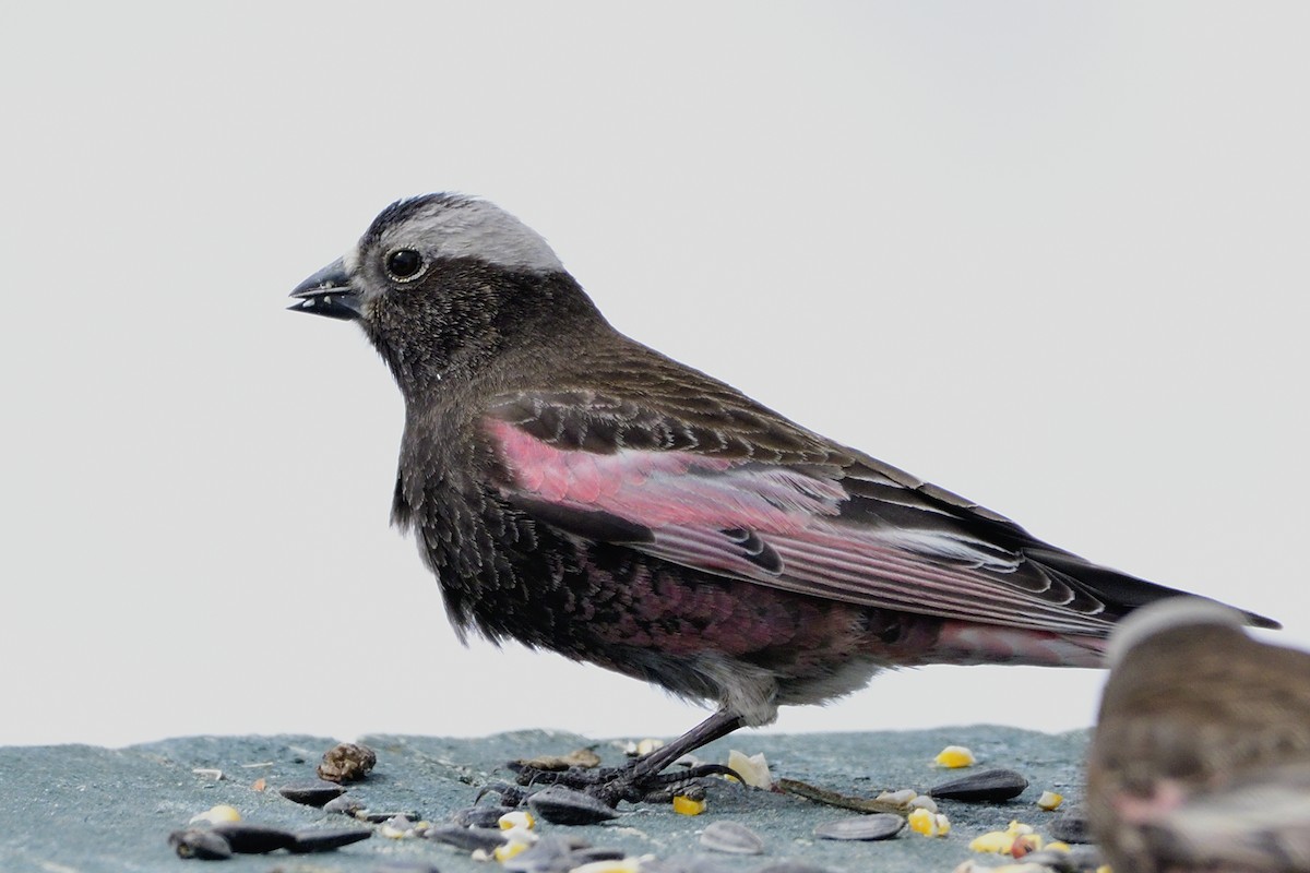 Black Rosy-Finch - ML550518681