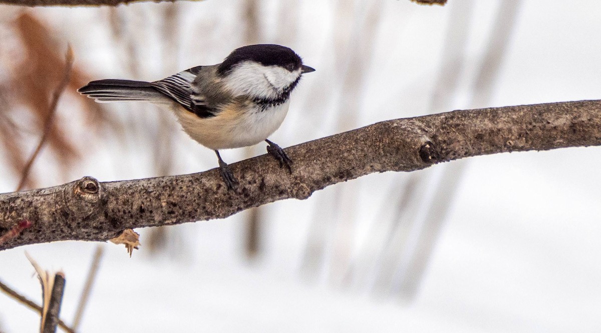 Black-capped Chickadee - ML550519501