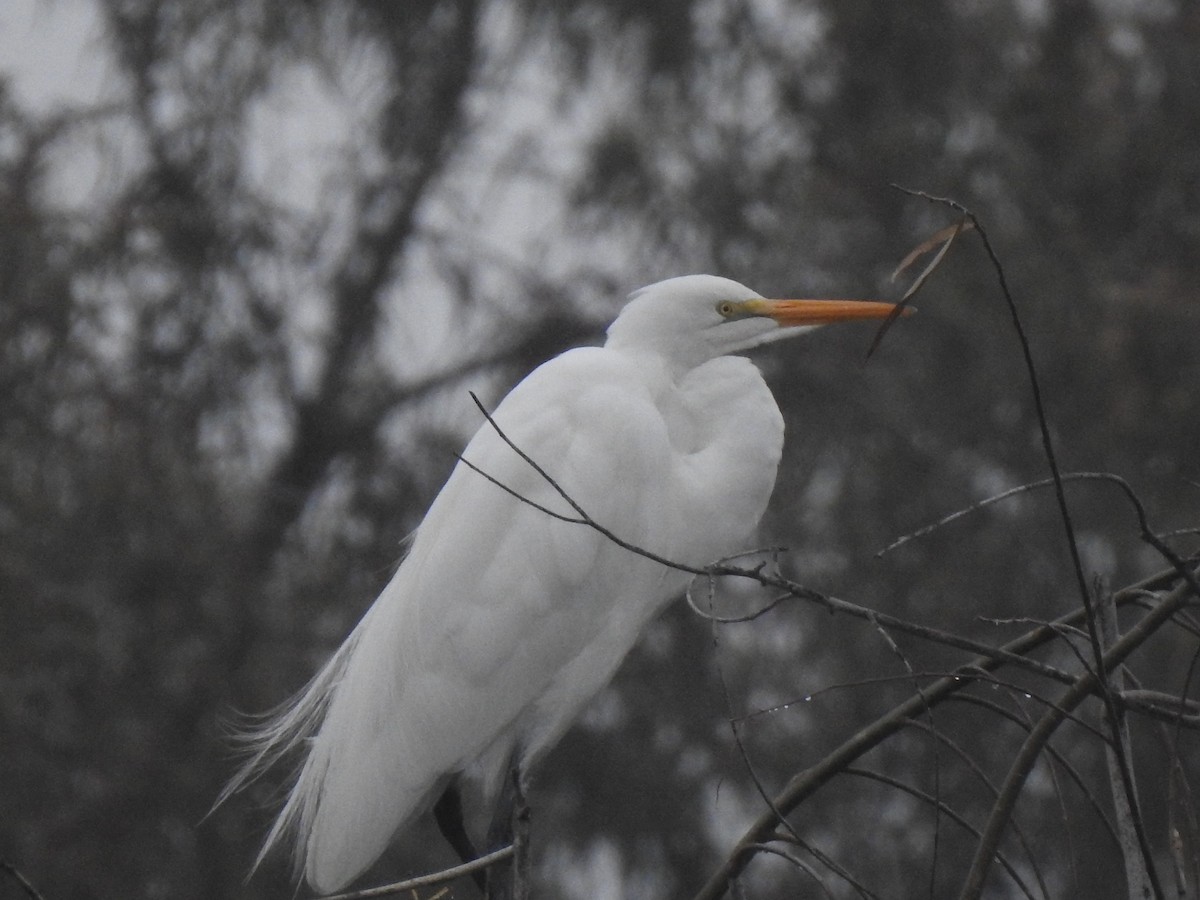 Silberreiher - ML550520901