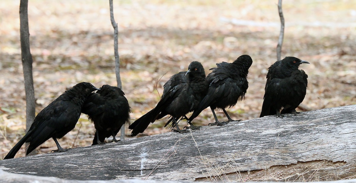 White-winged Chough - ML550520921