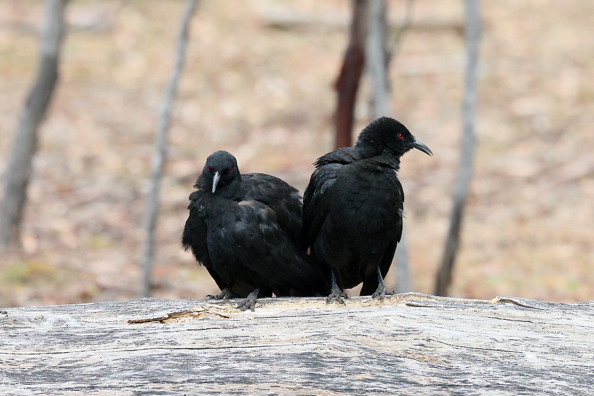 White-winged Chough - ML550520931