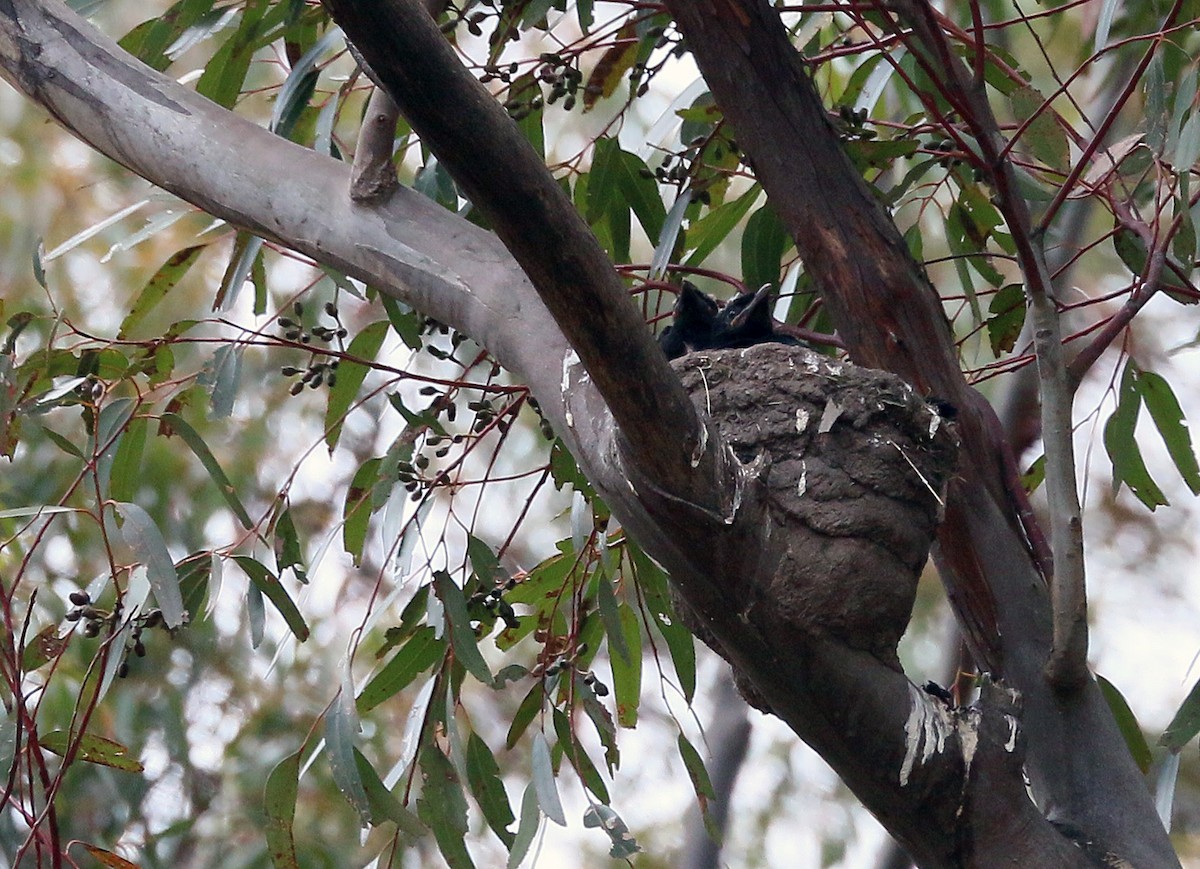 White-winged Chough - ML550520941