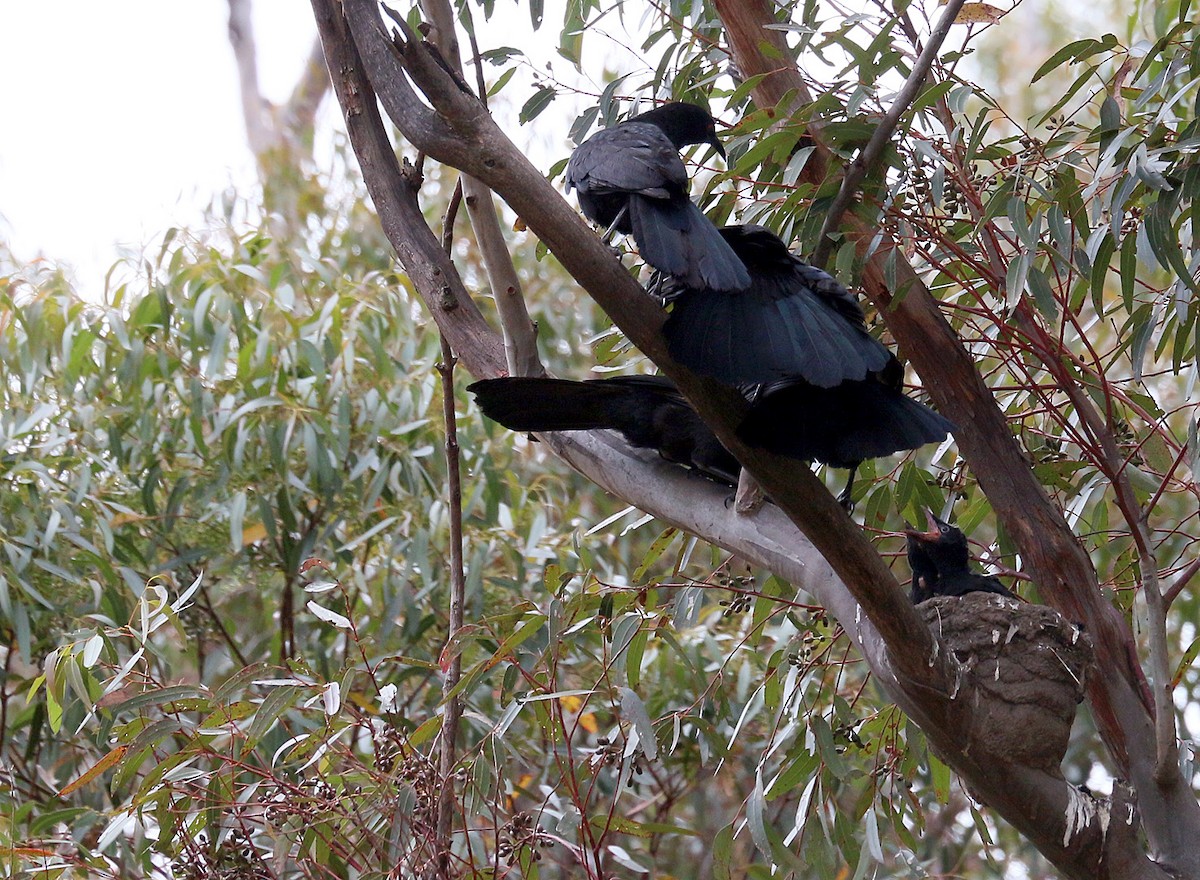 White-winged Chough - ML550520951