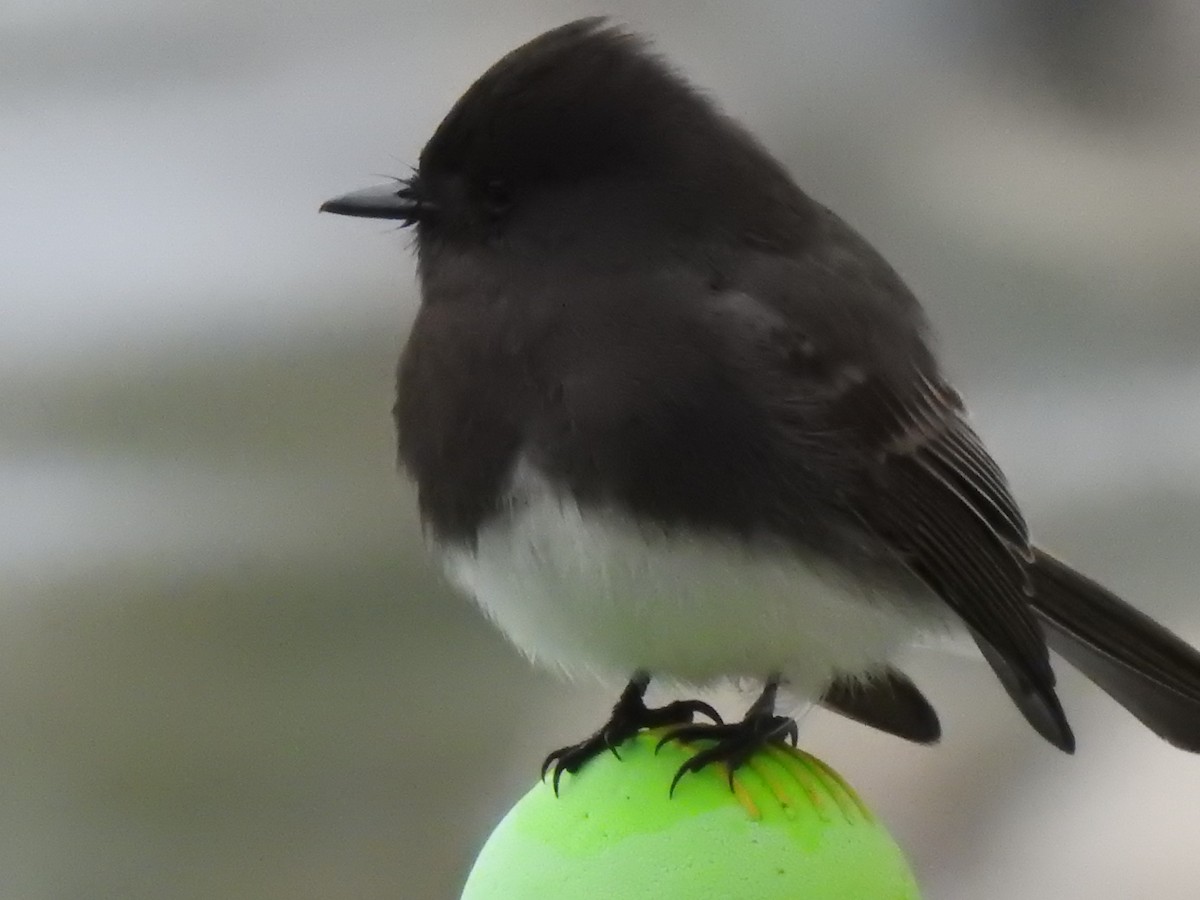 Schwarzkopf-Phoebetyrann - ML550521161