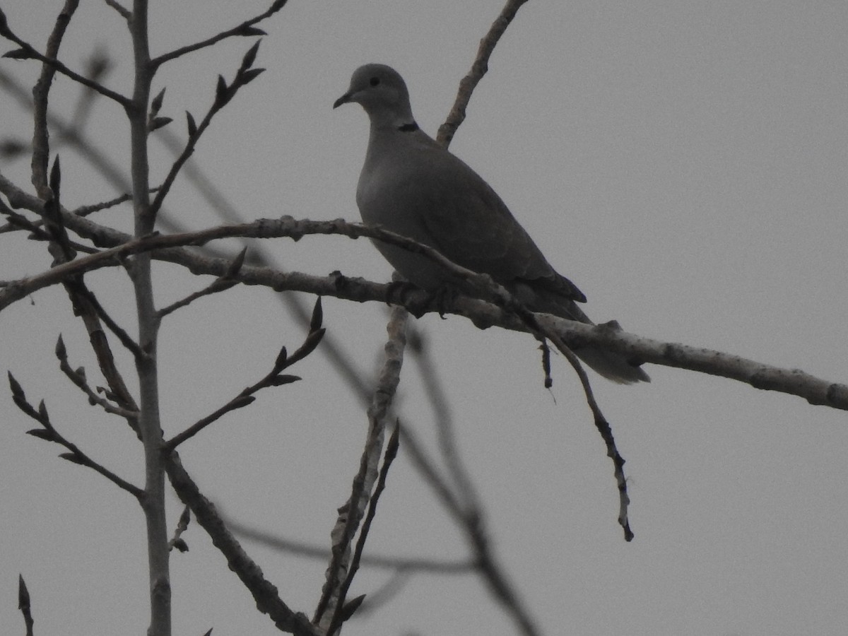 Carolinataube - ML550521461