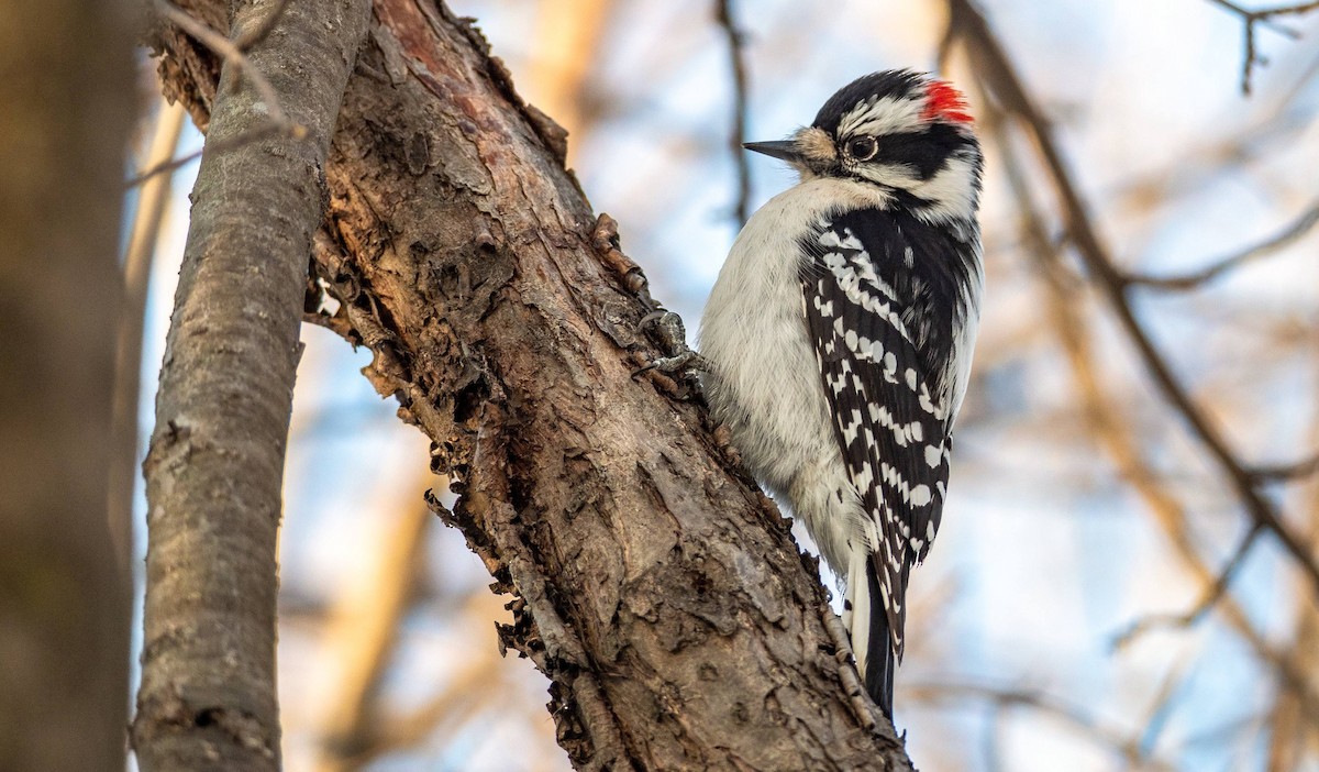 Downy Woodpecker - Matt M.