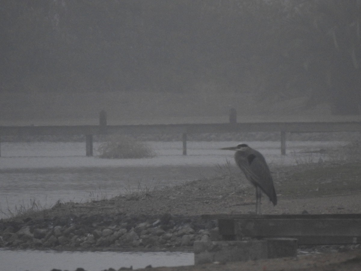 Kanadareiher - ML550521841