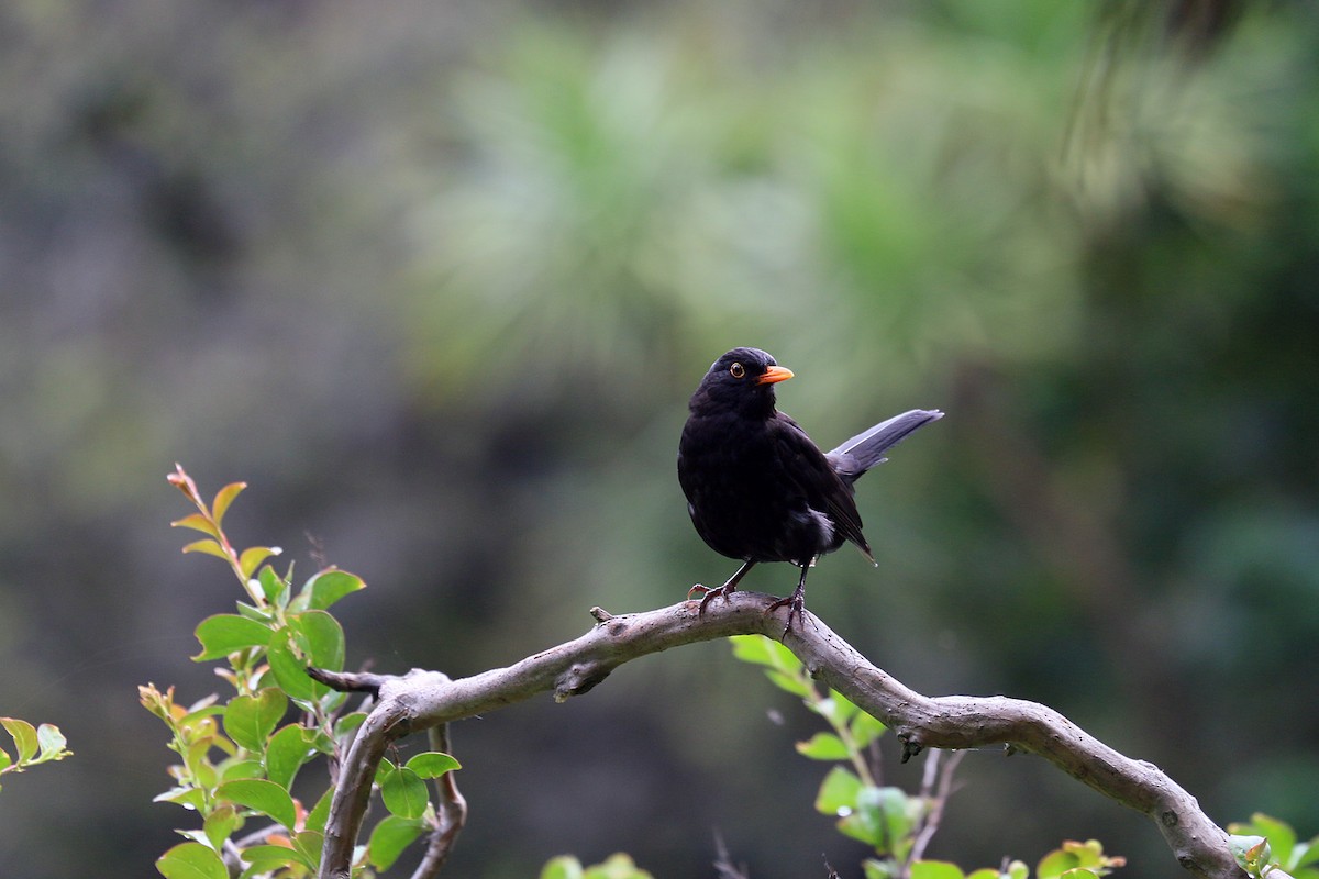 Eurasian Blackbird - Peter Bennet