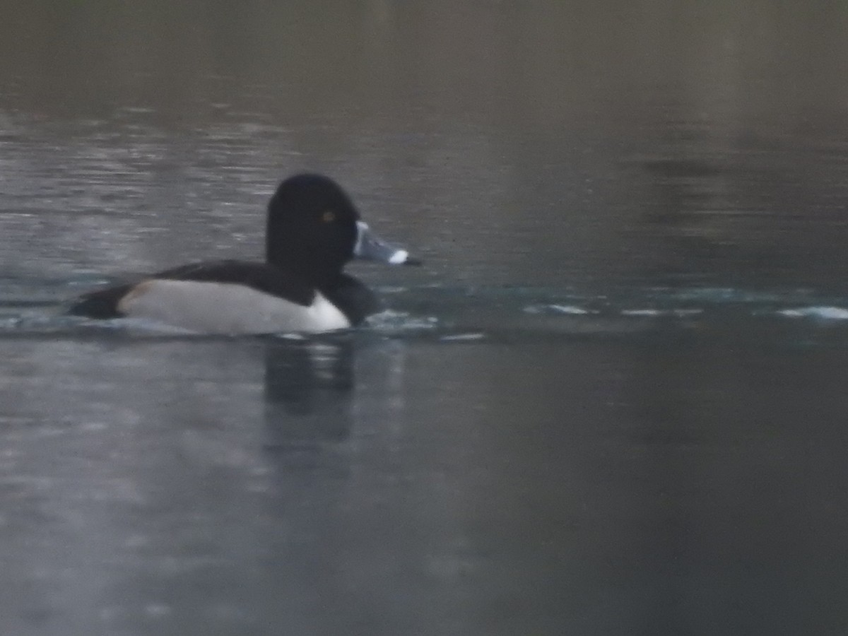 Ringschnabelente - ML550522401