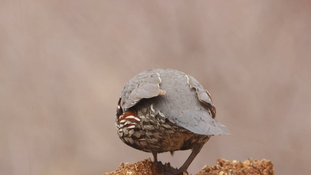 Gambel's Quail - ML550523041