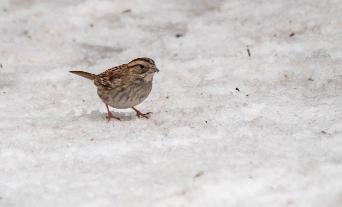 White-throated Sparrow - ML550523291