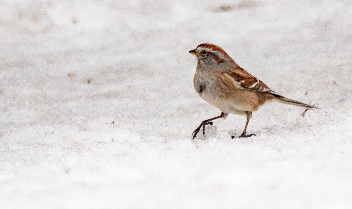 American Tree Sparrow - ML550523451