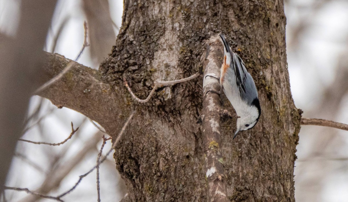 White-breasted Nuthatch - ML550523681