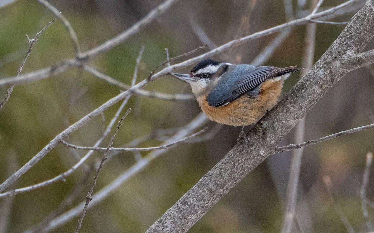 Red-breasted Nuthatch - ML550523741
