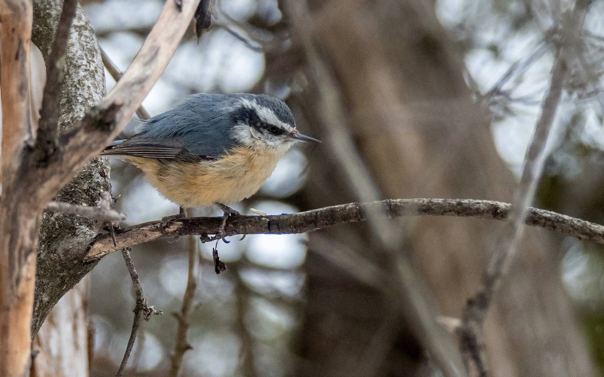 Red-breasted Nuthatch - ML550523751