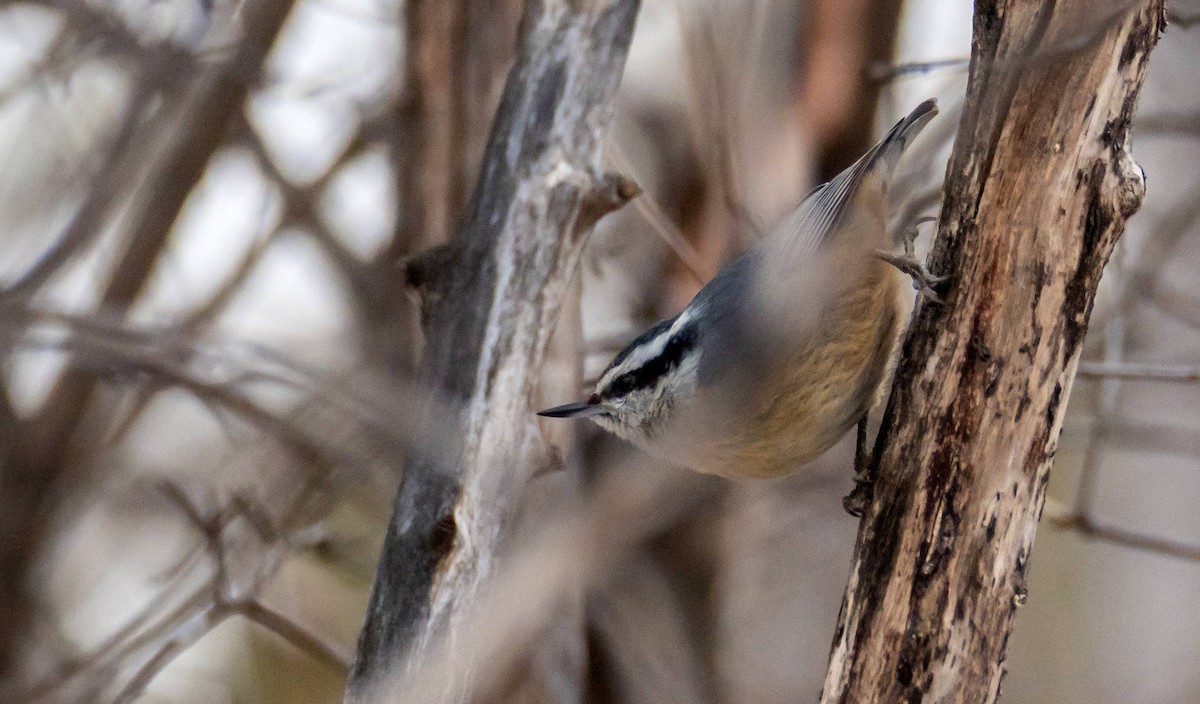 Red-breasted Nuthatch - ML550523761