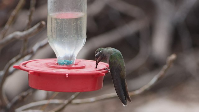 kolibřík blankytohrdlý - ML550523961