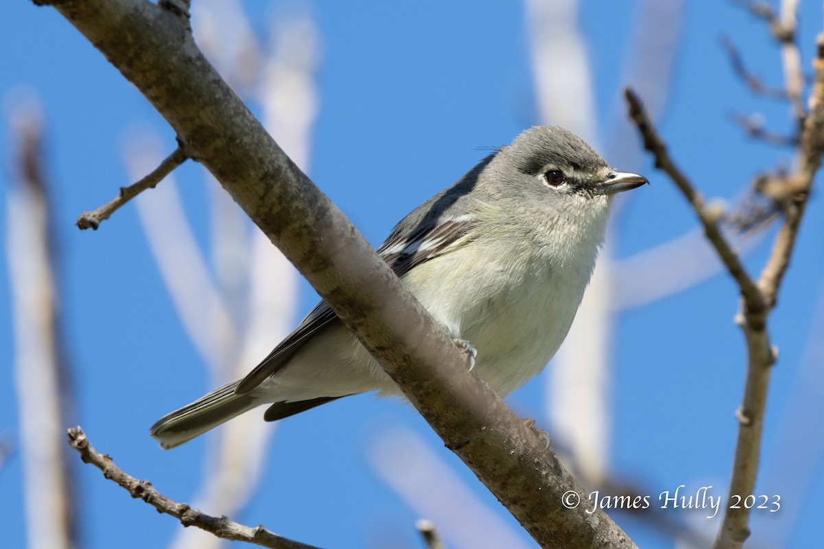 Plumbeous Vireo - ML550524801