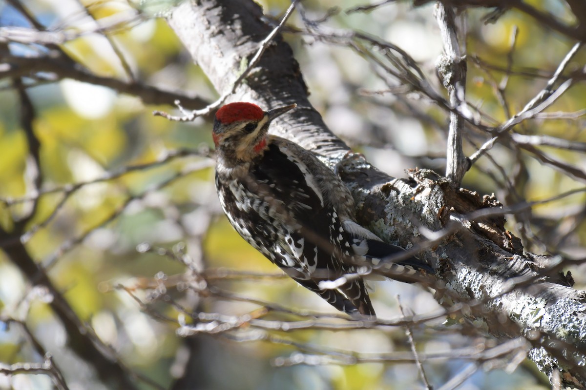 Red-naped Sapsucker - Timothy Leque