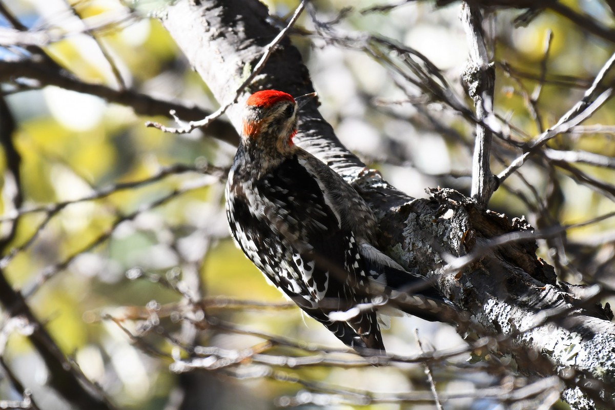 Red-naped Sapsucker - ML550525181