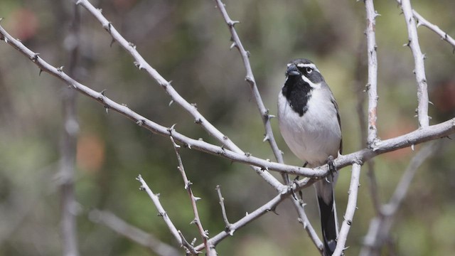 Black-throated Sparrow - ML550527181