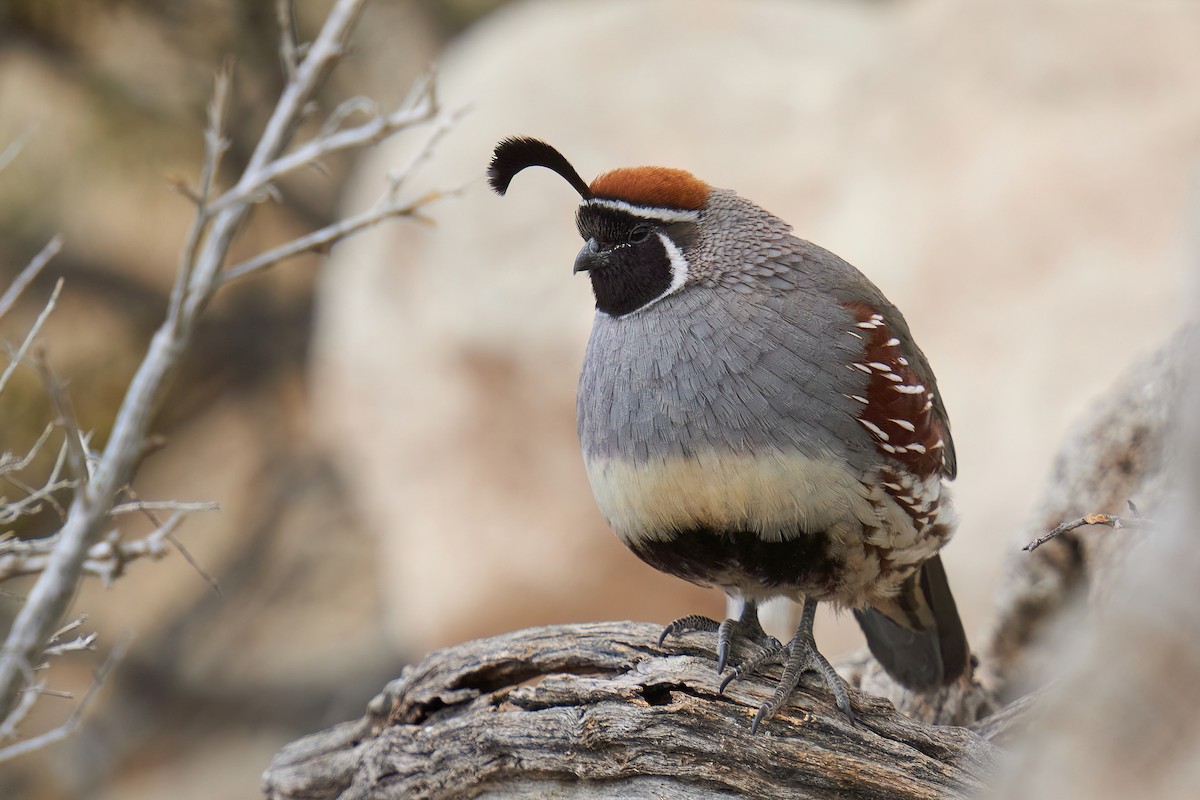 Gambel's Quail - ML550527341