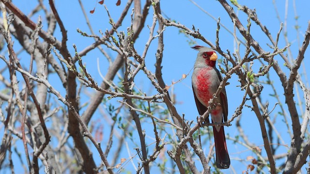 ørkenkardinal - ML550527631