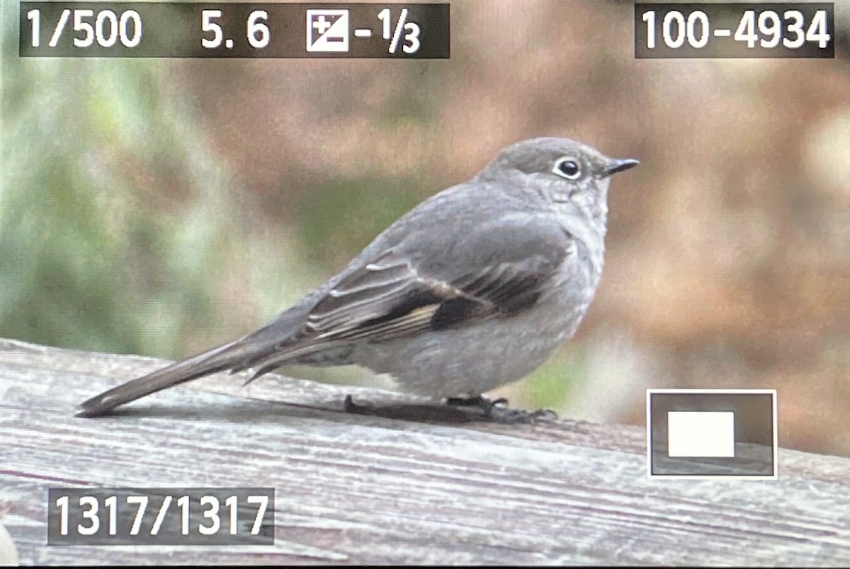 Townsend's Solitaire - Matthew Dodder