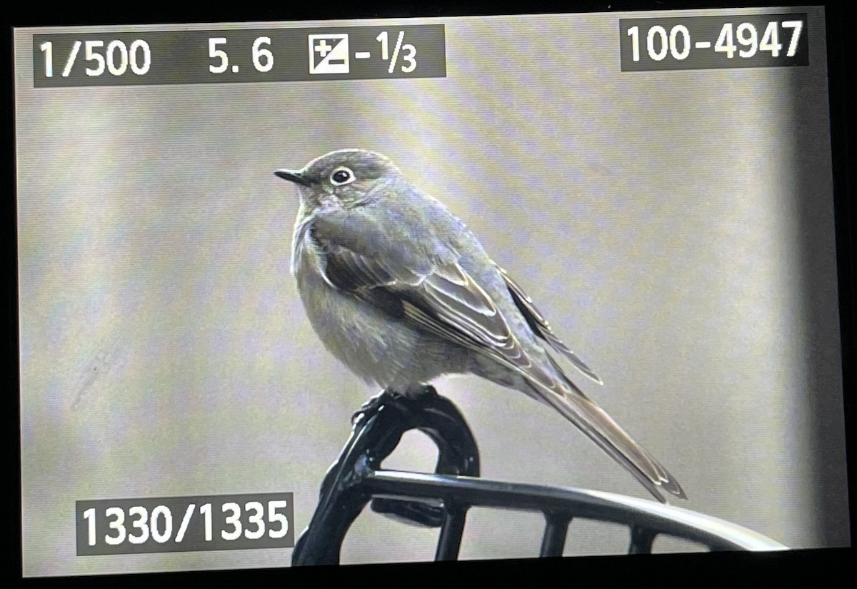 Townsend's Solitaire - Matthew Dodder