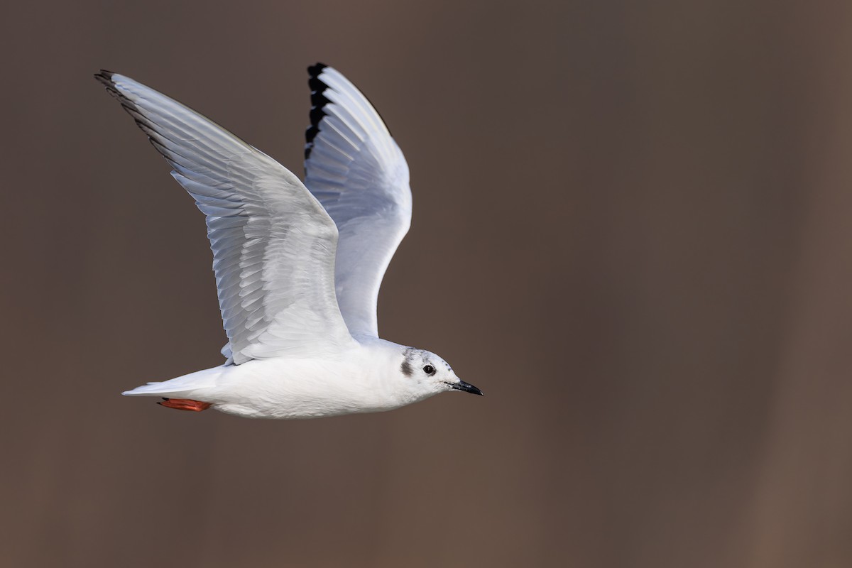 Gaviota de Bonaparte - ML550528771