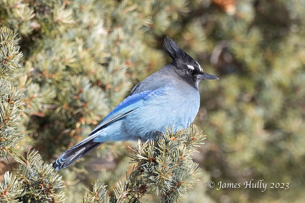 Steller's Jay - ML550528971