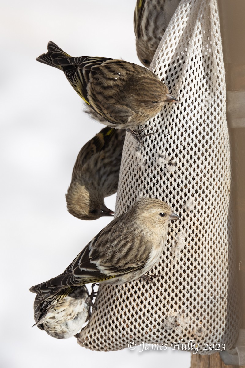 Pine Siskin - ML550529051