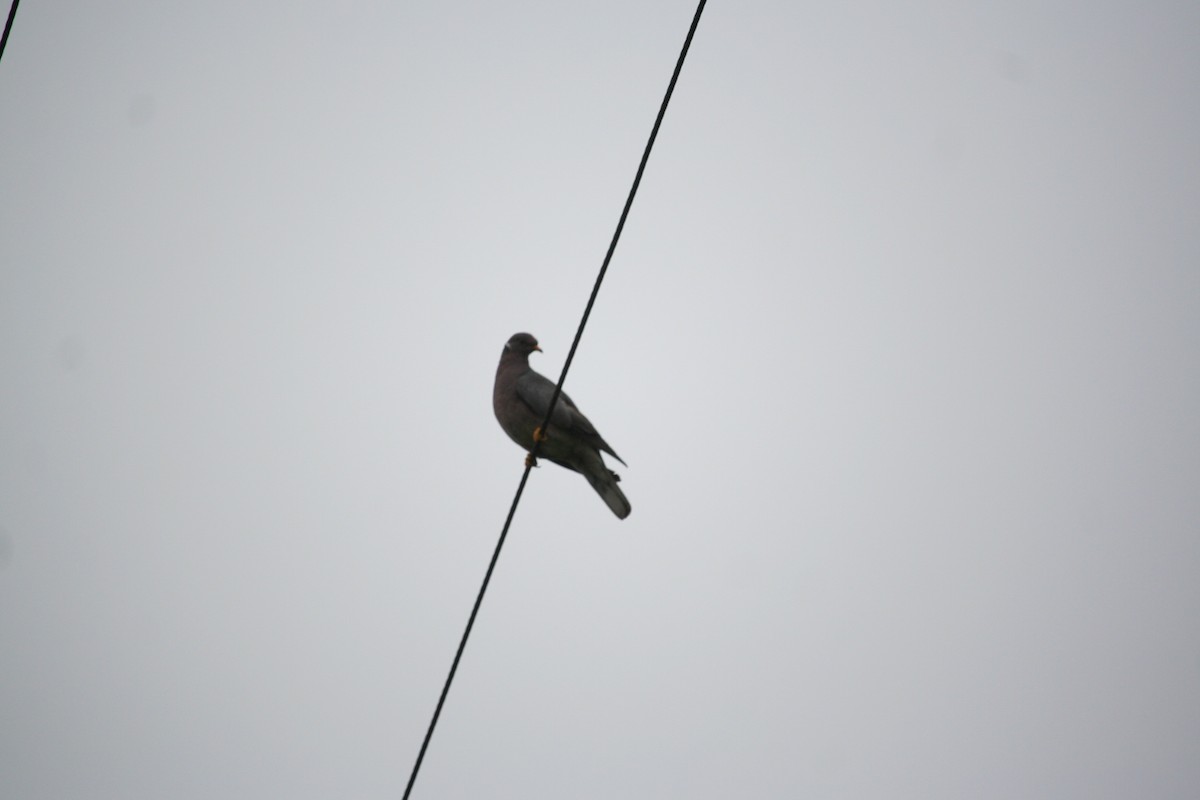 Band-tailed Pigeon - Rene Reyes