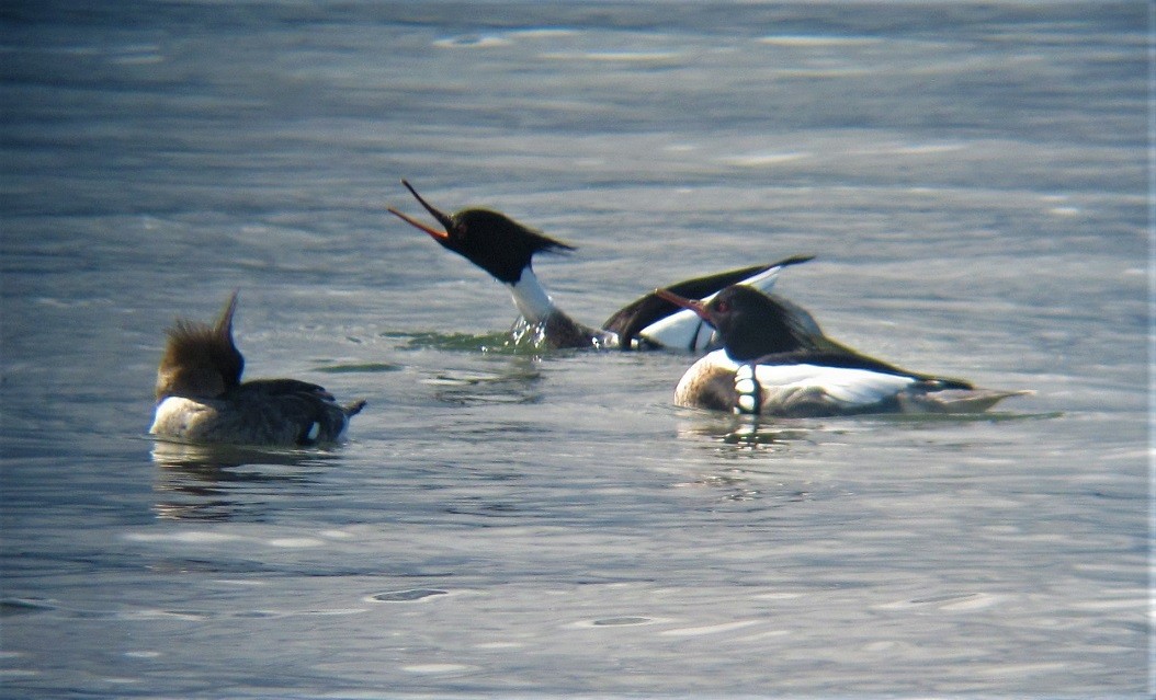 Red-breasted Merganser - ML550530151