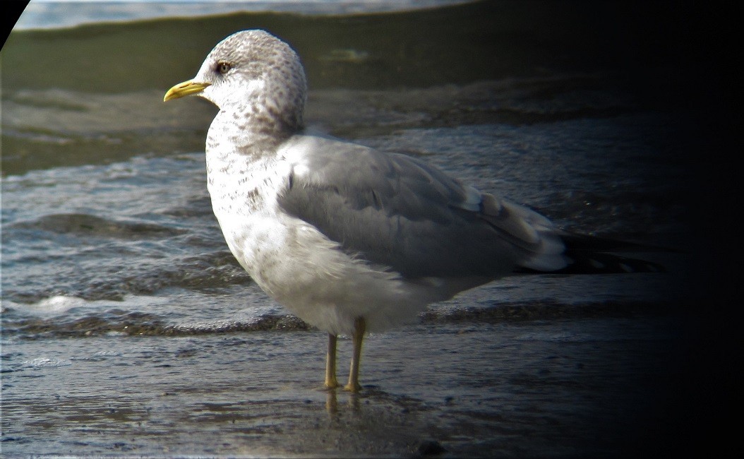 Short-billed Gull - ML550530301