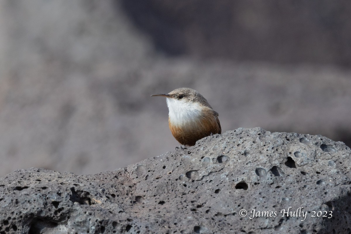 Canyon Wren - ML550531681