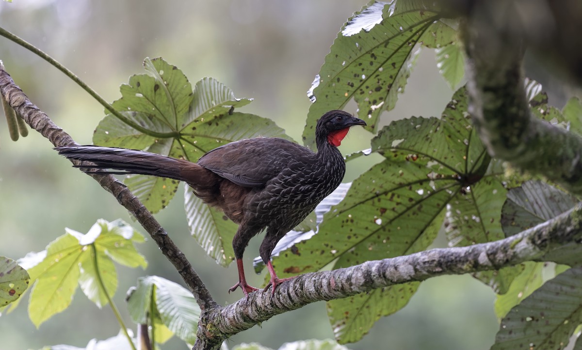 Cauca Guan - ML550532041