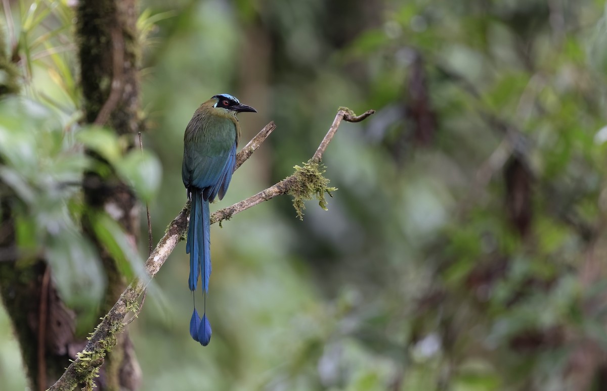 Andean Motmot - ML550532131