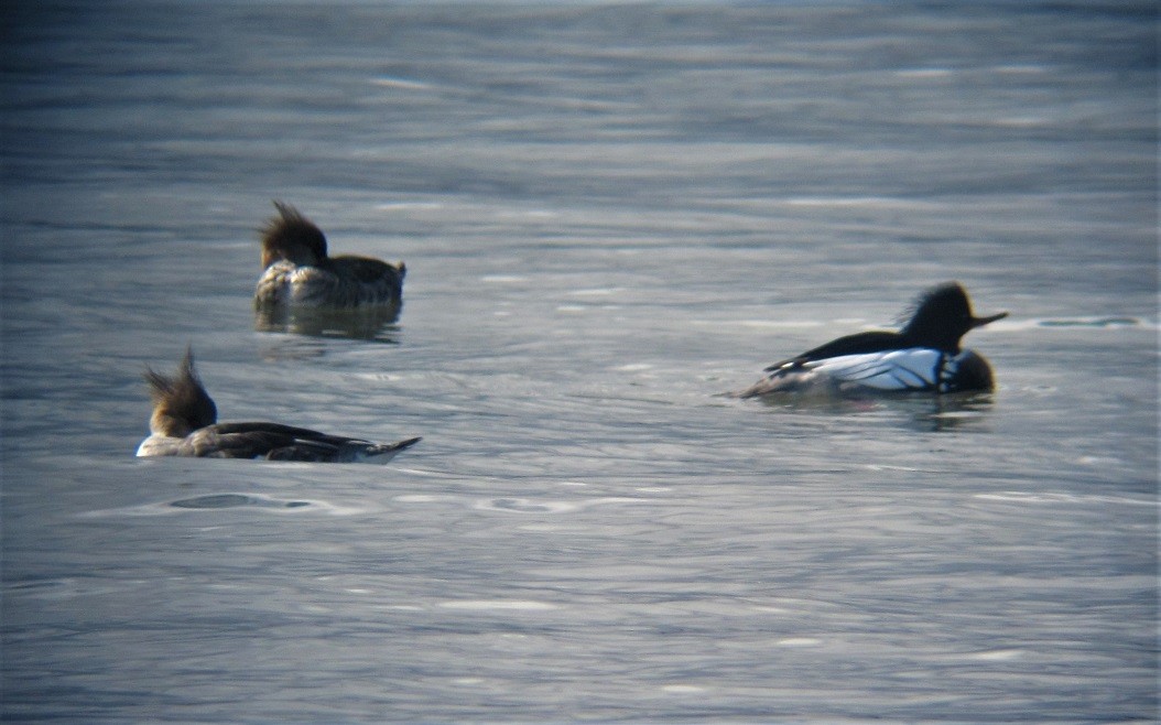 Red-breasted Merganser - ML550532351