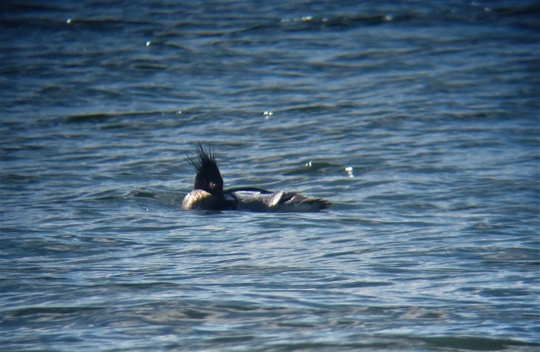 Red-breasted Merganser - ML550532541