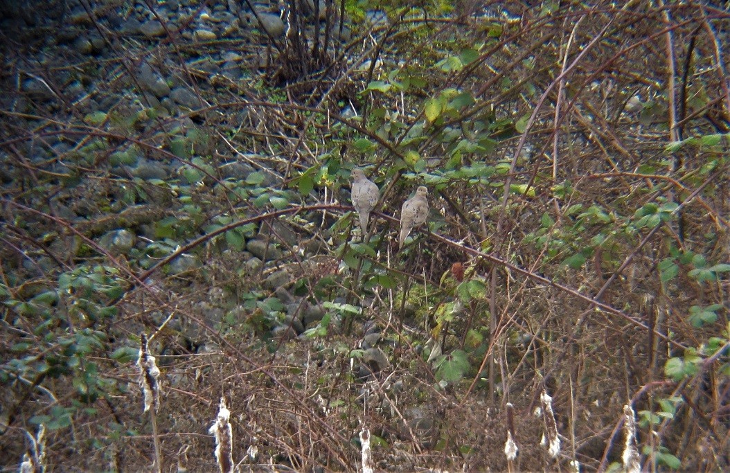 Mourning Dove - ML550532871